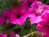 img0005.jpg