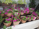 img0010.jpg