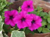 img0014.jpg