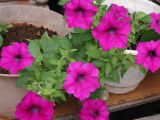 img0021.jpg