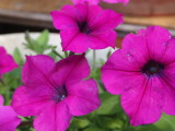 img0024.jpg