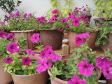 img0001.jpg